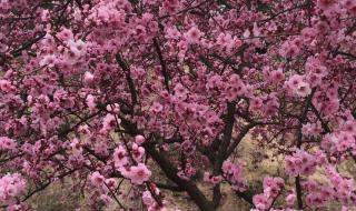 我眼中的春天二年级