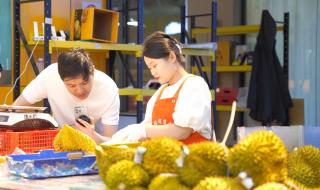 首批国产榴莲预计本月上市