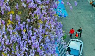 成都紫藤花墙如瀑布倾泻