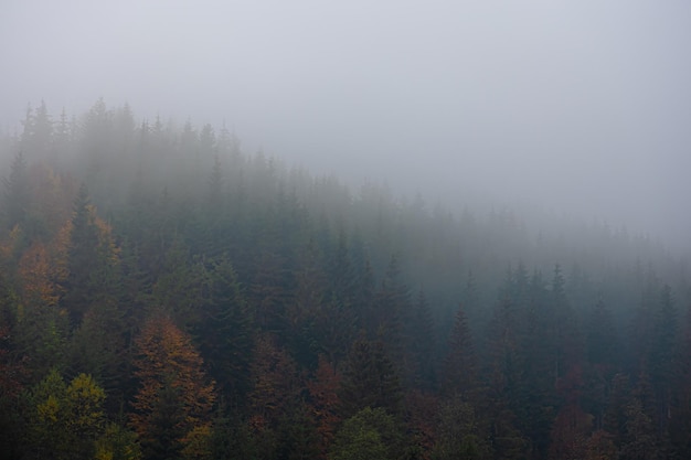 烟花爆竹经营许可证(烟花爆竹经营许可证办理需要多久) 烟花爆竹经营许可证