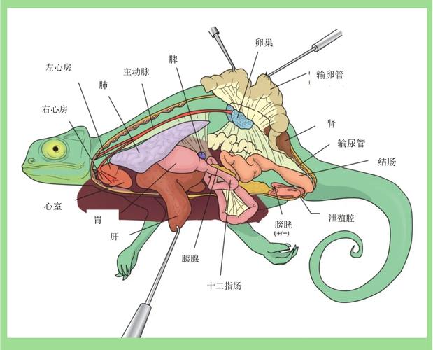 蜥蜴断尾再生的细胞激活机制（蜥蜴断尾再生原理）