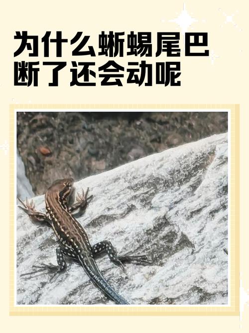 蜥蜴断尾再生的细胞激活机制（蜥蜴断尾再生原理）