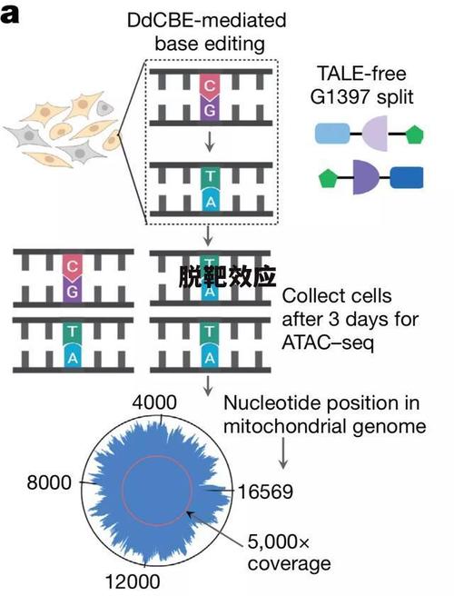 基因编辑的脱靶风险监测（基因编辑技术脱靶效应）