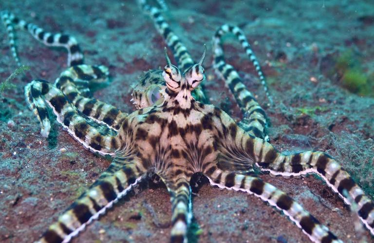 章鱼拟态皮肤的色素囊控制（拟态章鱼捕食）