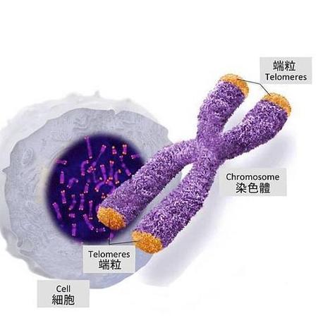 端粒长度与细胞衰老的关联系数(端粒中含有与细胞衰老有关的基因)