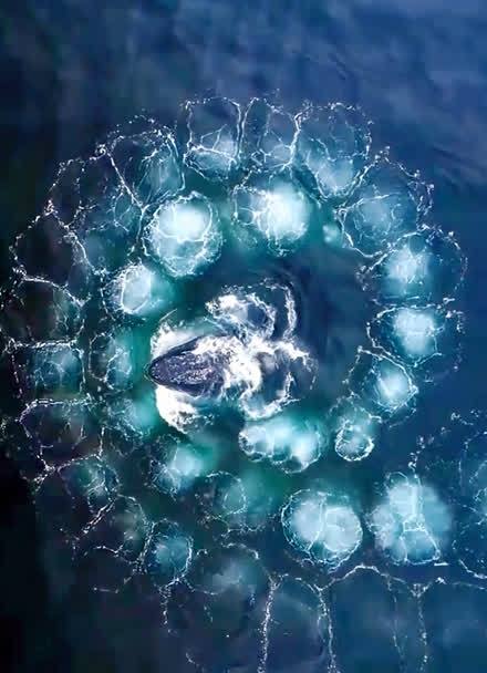 座头鲸气泡网捕猎的团队协作(座头鲸的气泡织网捕鱼)