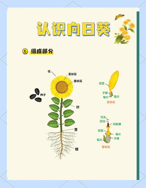 向日葵昼夜转向的生长素分布（向日葵的生长与光照什么等因素关系密切）