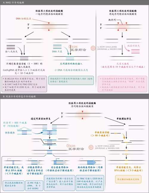 基因编辑：人类进化的伦理红线（基因伦理主要包括）