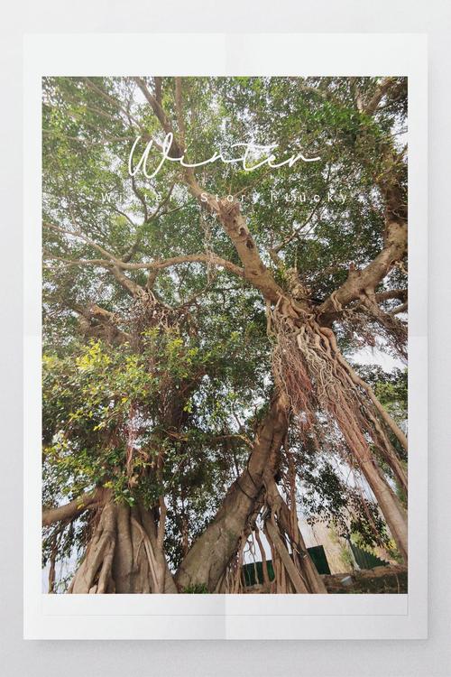 榕树气生根的支柱结构优化（榕树的气生根作用）