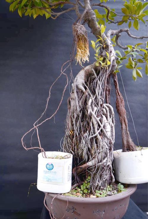 榕树气生根的支柱结构优化（榕树的气生根作用）