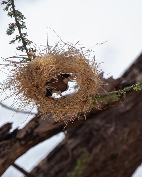 织巢鸟择偶的巢穴评分标准（织巢鸟鸟巢结构）