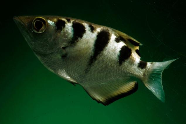 射水鱼攻击准确性的光线折射计算（射水鱼是怎么捕捉食物的）