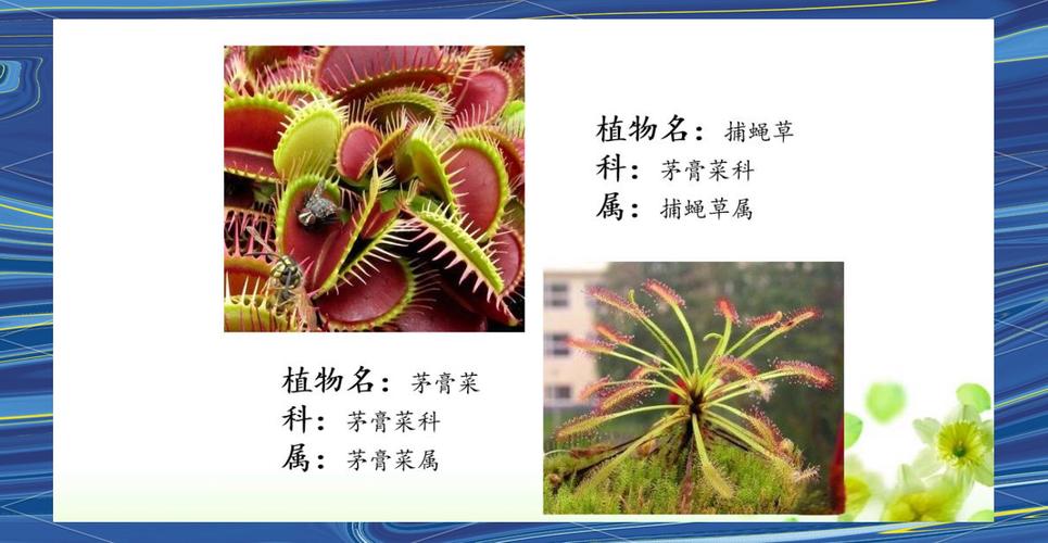 食虫植物的猎物消化酶组合（食虫植物的猎物消化酶组合有哪些）