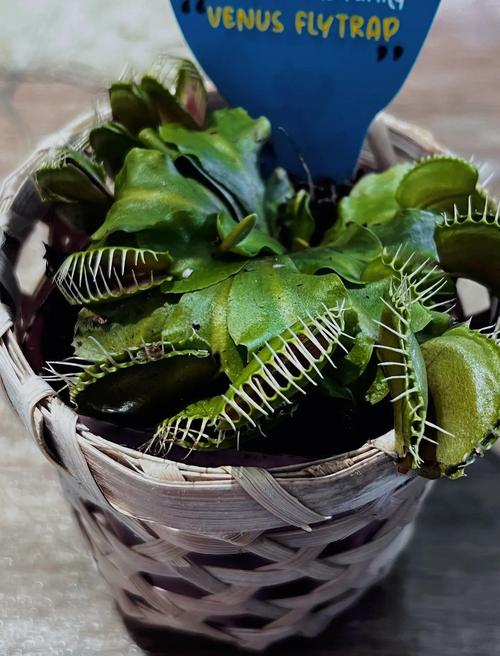 食虫植物的猎物消化酶组合（食虫植物的猎物消化酶组合有哪些）