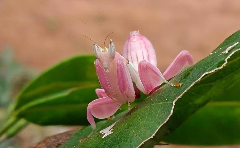 兰花拟态昆虫的传粉欺骗术（兰花昆虫授粉）