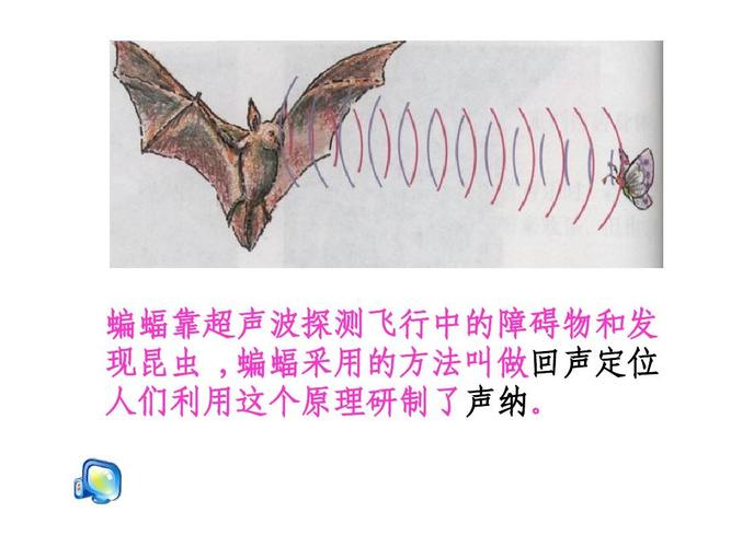 蝙蝠回声定位的波长选择策略（蝙蝠的回声定位是什么意思）