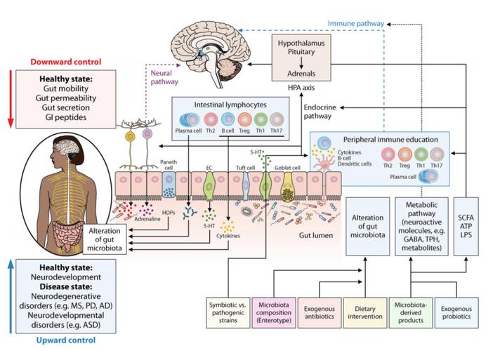 肠道菌群与情绪关联的迷走神经通路（肠道菌群与大脑神经）