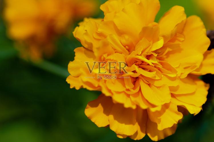 墨西哥亡灵节的万寿菊通道传说（万寿菊 墨西哥）