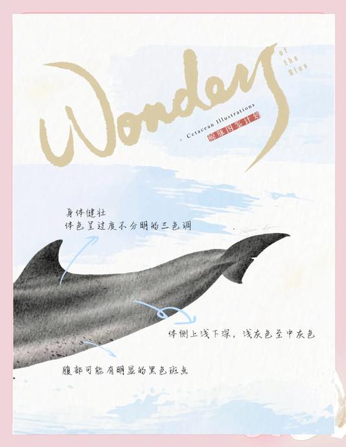 海豚用海绵保护鼻子的文化传承（海豚鼻子可以喷水吗）