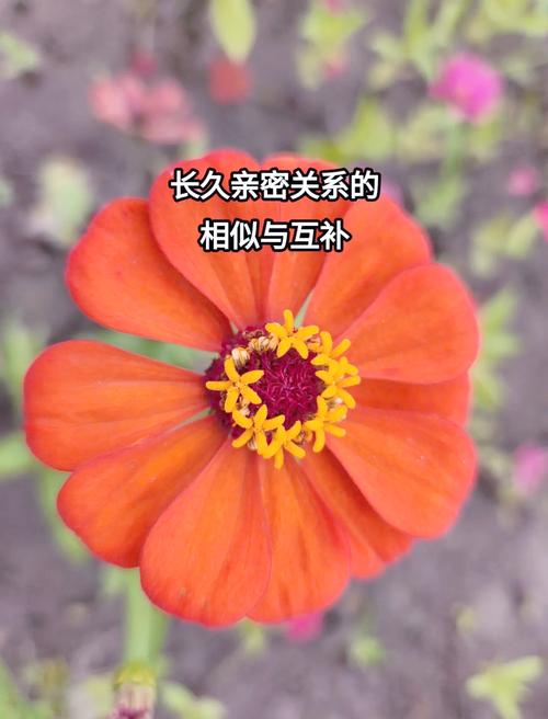 亲密关系：差异如何转化为互补优势（亲密关系差异如何转化为互补优势呢）