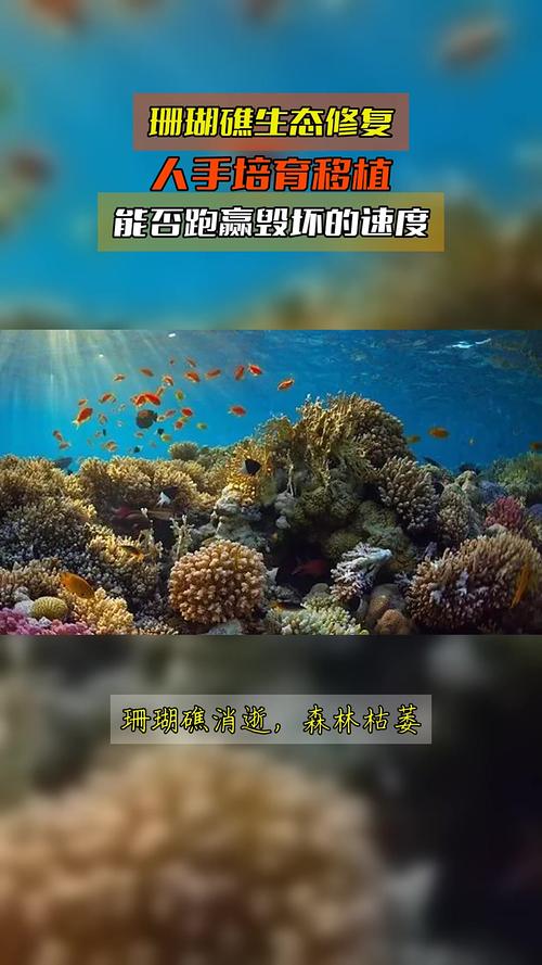 海岛生态：珊瑚礁保护与可持续旅游（珊瑚礁保护与修复）