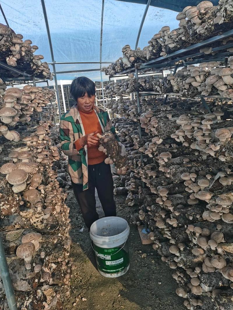 香菇大棚种植技术(香菇大棚种植技术与管理)