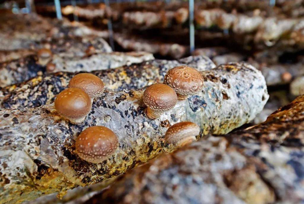 香菇大棚种植技术(香菇大棚种植技术与管理)