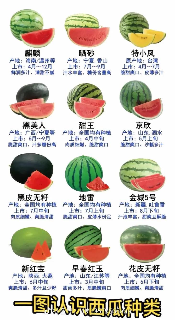 新机遇西瓜品种介绍（新机遇西瓜好吃吗）