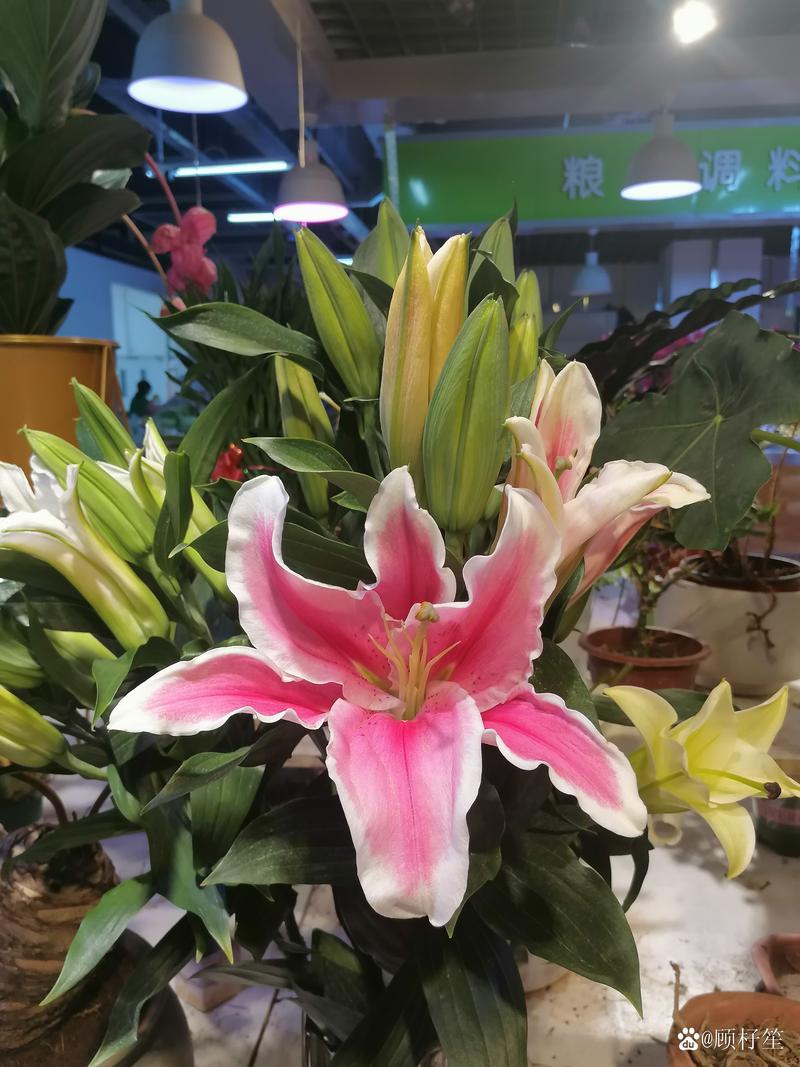 资深分析师亚德尼对“反向投资者信赖的抄底信号”转为怀疑态度