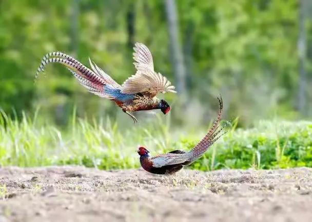 阳雀声声在呼唤歌曲(听到阳雀叫的时间讲究)