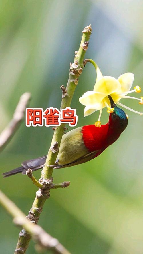 阳雀声声在呼唤歌曲(听到阳雀叫的时间讲究)