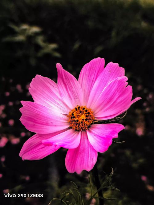 首届全国手机摄影大赛(全国手机摄影比赛)