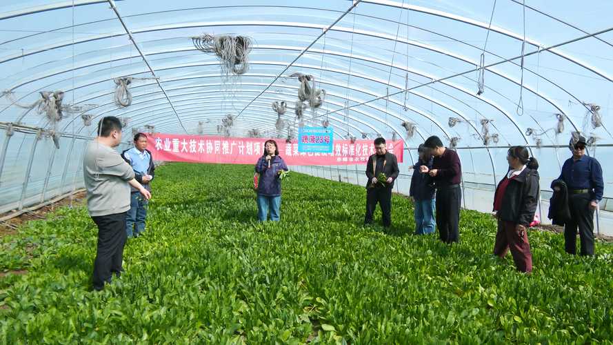 大棚种植技术与管理（大棚种植技术与管理培训内容）