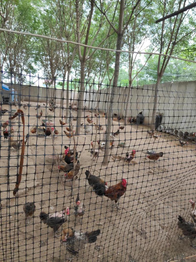 农村养殖项目大全(农村养殖项目有哪些)