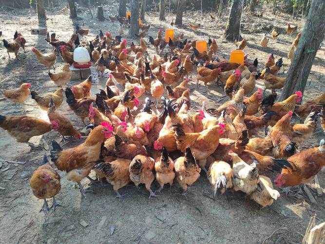 农村养殖项目（农村养殖项目有哪些）