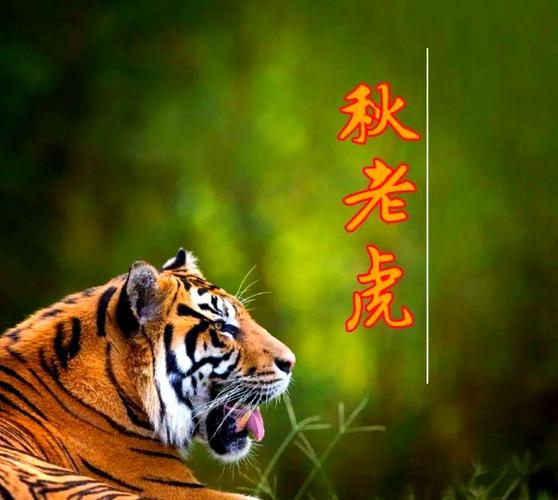 秋老虎是哪个节气的别称(秋老虎是指哪个节气)